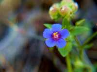 Αναγαλλίς η Αρουραία (Anagallis Arvensis), Ωρίωνας Μ