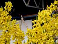 Φορσύθια η Ιντερμέδια (Forsythia Intermedia), Terzis A.