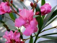 Νήριον το Ολέανδρον (Nerium Oleander), Ωρίωνας Μ