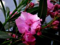 Νήριον το Ολέανδρον (Nerium Oleander), Ωρίωνας Μ