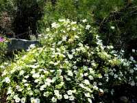 Κίστος ο Φασκομηλόφυλλος (Cistus Salvifolius), Ωρίωνας Μ