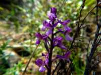 Ορχιδέα η Κομψή (Orchis Elegans), Ωρίωνας Μ