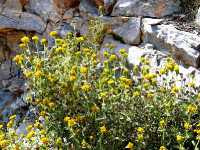 Φλωμίς η Θαμνώδης (Phlomis Fruticosa), Ωρίωνας Μ