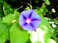 Ιπόμαια η Πορφυρή (Ipomoea Purpurea), Ωρίωνας Μ