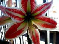 Ιππίαστρον το Υβρίδιον (Hippeastrum Hybrid), Karalis N.