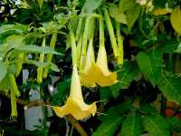 Μπρουγκμάνσια η Αρωματική (Brugmansia Suaveolens), Ωρίωνας Μ