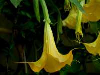 Μπρουγκμάνσια η Αρωματική (Brugmansia Suaveolens), Ωρίωνας Μ