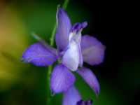 Δελφίνιο το Αιάντειο (Delphinium Ajacis), Ωρίωνας Μ