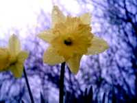 Νάρκισσος ο Ψευδονάρκισσος (Narcissus Pseudonarcissus), Ωρίωνας Μ