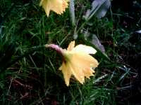 Νάρκισσος ο Ψευδονάρκισσος (Narcissus Pseudonarcissus), Ωρίωνας Μ