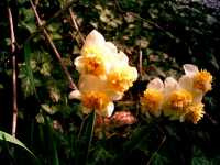 Νάρκισσος ο Ταζέττιος (Narcissus Tazetta), Ωρίωνας Μ