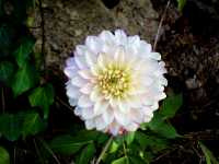 Ντάλια η Υβρίδια (Dahlia Hybrida), Ωρίωνας Μ