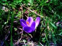 Κρόκος ο Ήμερος (Crocus Sativus), Ωρίωνας Μ