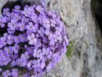 Αουβριέτια η Δελτοειδής (Aubrieta Deltoidea),1