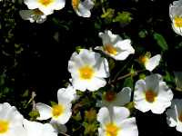 Κίστος ο Φασκομηλόφυλλος (Cistus Salvifolius),2