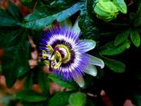 Πασσιφλόρα η Εξωτική (Passiflora Caerulea),1