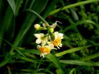 Νάρκισσος ο Ταζέττιος (Narcissus Tazetta),1